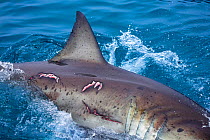 Great white shark (Carcharodon carcharias) with bite wounds on it's side. It is possible this is a female, Guadalupe Island, Mexico.
