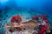 Common shovelnose ray (Glaucostegus typus) Indonesia.