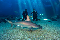 Two divers get a close look at Scalloped hammerhead shark, (Sphyrna lewini) along with many other species in their big tank. Captive at Maui Ocean Center, Hawaii Model released.