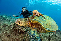 Diver looks on as Day octopus (Octopus cyanea) rides on a green sea turtle (Chelonia mydas) Hawaii. Model released,