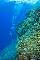 A group of divers on one of the corners of the Backwall at Molokini Marine Preserve, off Maui, Hawaii. Model released.