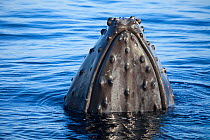 Humpback whale (Megaptera novaeangliae) surfacing showing tubercles, Hawaii.