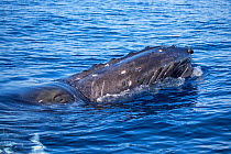 Humpback whale (Megaptera novaeangliae) surfacing, Hawaii.