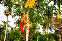 Young man in a traditional outfit for cultural ceremonies climbing a betel nut palm tree to harvest the nut on the island of Yap, Micronesia. September 2013. Model released.