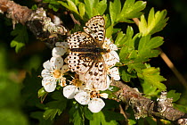 Pearl-bordered fritillary butterfly (Boloria euphrosyne) feeding on flowers. Threatened species, pale form, Wales, UK.May.