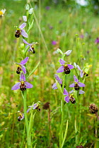 Bee orchid (Ophrys apifera) a widespread orchid of grasslands and verges, growing on St George&#39;s Flower Bank, Bristol, UK, June.