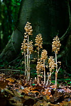 Bird&#39;s nest orchid (Neottia nidus-avis) growing in Buckholt Wood, Gloucestershire, UK, June. It has no chlorophyll and is entirely dependent on fungi in the soil for its nutrition, allowing it to...