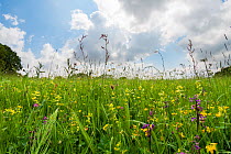 Clarke&#39;s pool meadow, an unimproved lowland hay meadow managed by the Gloucestershire Wildlife Trust, dotted with Green-winged orchids (Anacamptis morio) in early spring. Gloucestershire, England,...