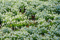 Common snowdrop (Galanthus nivalis) Weldford Park, Wiltshire, England, UK, February.