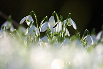 Common snowdrops (Galanthus nivalis) growing at Welford Park, Berkshire, England, UK, February.