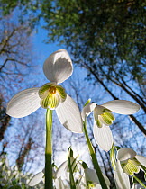 Common snowdrops (Galanthis nivalis) growing in the Rococo Gardens at Painswick, Gloucestershire, England, UK. Febraury.