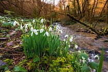 Common snowdrops (Galanthis nivalis) growing in &#39;Snowdrop Valley&#39; near Wheddon Cross on Exmoor, Somerset, England, UK, February.
