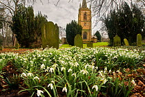 Commonly planted in churchyards, Common snowdrops (Galanthus nivalis) growing here in St Cuthbert&#39;s Church, Ormesby, Middlesbrough, England, UK, March.