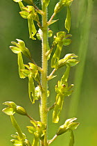Common twayblade (Neottia ovata) common orchid species of both woodland and grassland, here growing at Noar Hill, Hampshire, England, UK. May.