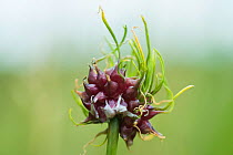 Crow garlic (Allium vineale) with bulbils germinating on the flower head. Shapwick Heath, Somerset, England, UK, July.