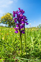 Green-winged orchids (Anacamptis morio) dot the turf, Eades Meadow, Worcestershire, England, UK, May.