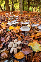 Earthstar (Geastrum sp.) and ring of toadstools (Clitocybe sp?) in beech wood, Buckholt Wood, Gloucestershire, England, UK. October.