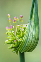 Field garlic (Allium oleraceum) Cambridge Botanic Gardens, England, UK. June.