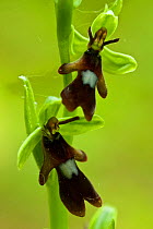 Fly orchid (Ophrys insectifera) growing in Chappett's Copse, Hampshire, England, UK, May.