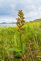 Frog orchid (Dactylorhiza viride) growing on the machair at Horgabost, South Harris, Outer Hebrides, Scotland, UK, July.