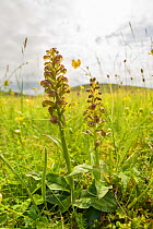 Frog orchid (Dactylorhiza viride) growing on the machair at Horgabost, South Harris, Outer Hebrides, Scotland, UK, July.