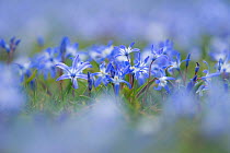 Glory of the snow (Scilla forbesii) naturalised in a lawn