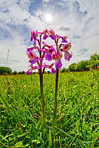 Green veined / Green winged orchid (Orchis morio) in unimproved meadow, Clattinger Farm Reserve, Wiltshire, England, UK, May.