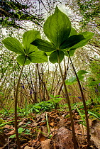 Herb paris (Paris quadrifolia) in Lower Woods, Gloucestershire, UK. April.