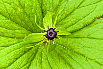 Herb paris (Paris quadrifolia)  in Lower Woods, Gloucestershire, England, UK.
