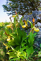 Yellow lady&#39;s slipper orchid (Cypripidium calceolus) reintroduced at Gait Barrows National Nature Reserve, Lancashire, England, UK, May.