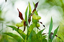 Yellow lady&#39;s slipper orchid (Cypripidium calceolus) reintroduced at Gait Barrows National Nature Reserve, Lancashire, England, UK, May.