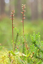 Lesser twayblade (Listera cordata) in Balblair Forest National Nature Reserve, Scotland, UK, July.