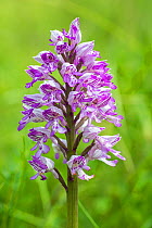 Military orchid (Orchis miliitaris) a very rare orchid in Britain, here growing at Homefield Wood in Buckinghamshire, England, UK, May.