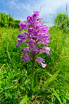Military orchid (Orchis miliitaris) a very rare orchid in Britain, here growing at Homefield Wood in Buckinghamshire, England, UK, May.