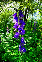 Monkshood (Aconitum napellus) growing on the banks of the Mells Stream in Edford Woods, Somerset, UK, a Somerset Wildlife Trust reserve. May 2011