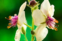 Moth mullein (Verbascum blattaria) UK, July.