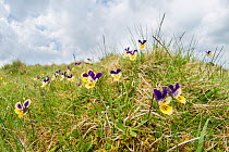 Mountain pansy (Viola lutea) on Widdybank Fell in Upper Teesdale, Co. Durham, England, UK, June.