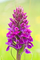 Northern marsh orchid (Dactylorhiza purpurella) growing on the machair grasslands of Lewis, Outer Hebrides, Scotland, UK, July.