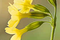 Oxlip (Primula elatior), Hayley Wood, Cambridgeshire, a Wildlife Trust for Bedfordshire, Cambridgeshire and Northamptonshire nature reserve. March 2011