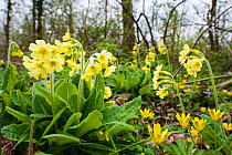 Oxlip (Primula elatior) growing in Shadwell Woods Reserve, Essex, England, UK, April.