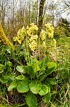 Oxlip (Primula elatior) growing in Shadwell Woods Reserve, Essex, England, UK, April.
