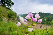 Rosy garlic (Allium roseum) naturalised in the Avon Gorge, Bristol, England, UK, June.