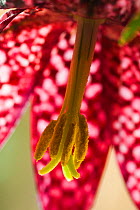 Snakeshead fritillary (Fritillaria meleagris) close up.