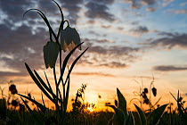 Snakeshead fritillary (Fritillaria meleagris) at sunset. North Meadow, Cricklade, home of 90% of the UK population. Wiltshire, England, UK, April.