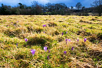 Spring crocus (Crocus vernus) naturalised at Inkpen Crocus Field, Berkshire, England, UK, March.