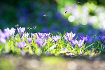 Cultivated spring crocus (Crocus vernus) with honey bees (Apis melifera) UK, March.