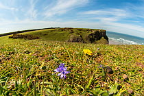 Spring squill (Scilla verna) growing at Worm&#39;s Head, Pembrokeshire, Wales, UK, May.