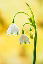 Summer snowflake (Leucojum aestivum), restricted to the Thames Valley. Withymead, near Goring, Oxfordshire, England, UK, April.
