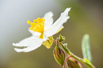 White rock-rose (Helianthemum apenninum) a rare plant of a few coastal locations in Devon and Somerset, growing here on Brean Down near Weston, Avon, England, UK, June.
