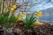 Wild daffodil (Narcissus pseudonarcissus) Bay, Ullswater, Lake District, England, UK, March.